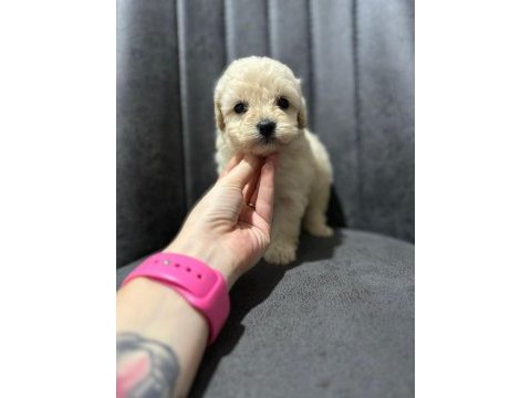 Her renk maltipoo yavrumuzu canlı görebilirsiniz
