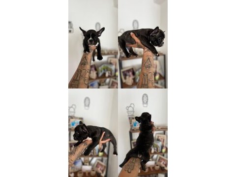 French bulldog yavru
