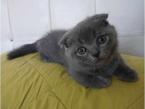 Scottish fold kedisi 2 aylık