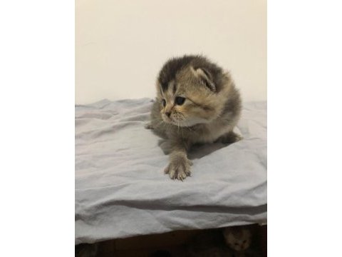 Yeni minik yavrularım british shorthair