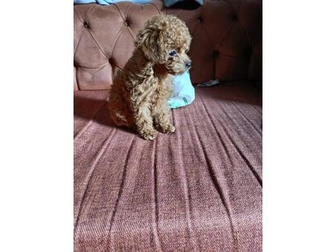 Teacup poodle