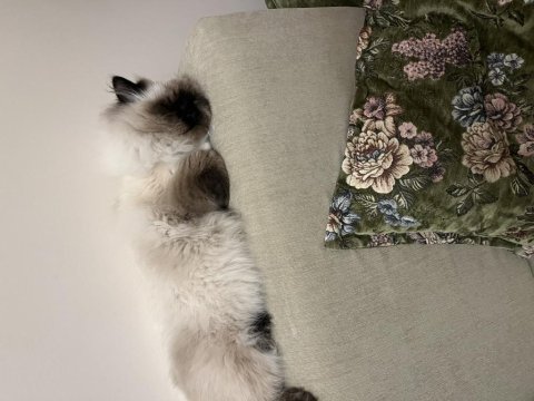 Kedimiz toprak ragdoll