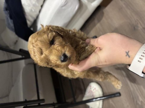 Sağlıklı yavru toy poodle