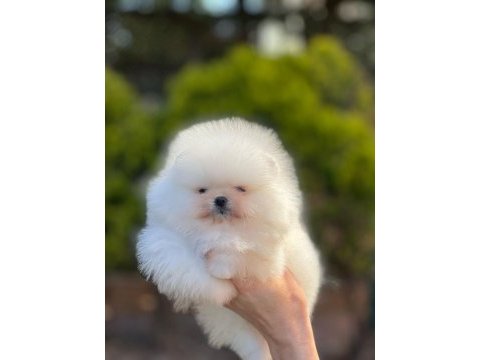 Pomeranian boo bebek yüz dişi yavrumuz