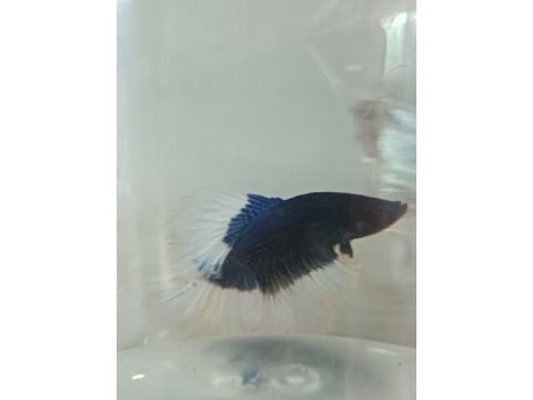 Betta balıkları