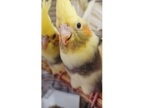 Güzel sultan papağanı bebeklerimiz