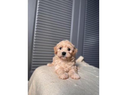 Bebek surat maltipoo yavrularım