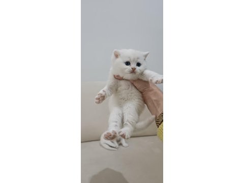 Trabzonda 50 günlük çok güzel british shorthair