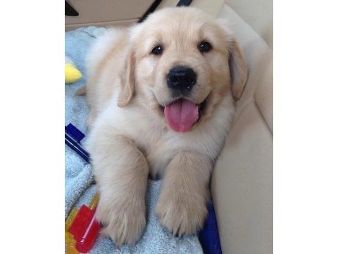Türkiyenin en güvenilir çiftliğinden golden retriever
