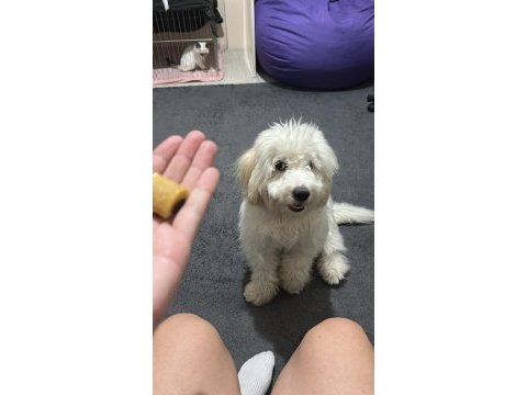 7 aylık maltese terrier erkek eğitimli