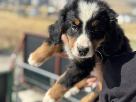Petmode köpek çiftliğinde ziyarete açık bernese