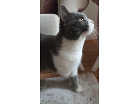 British shorthair kedimiz