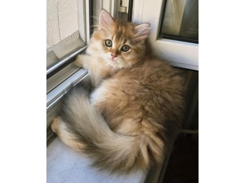 Golden british longhair bebeğimiz