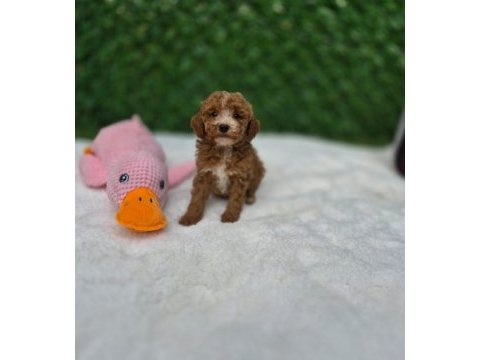 Aşılı maltipoo yavrularımız 