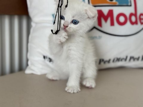 Ankarada ziyarete açık beyaz mavi gözlü scottish fold