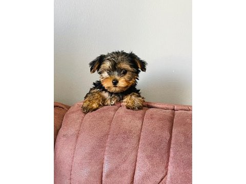 Emsalsiz yorkshire terrier bebek