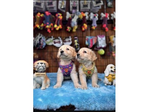 Burkem ailesi olarak ırk garantili golden retriever yavrular