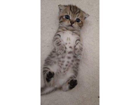 Scottish fold yeni yuvasını arıyor