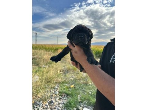 Tosun gibi yavru ve kaliteli köpeklerimiz için iletişime