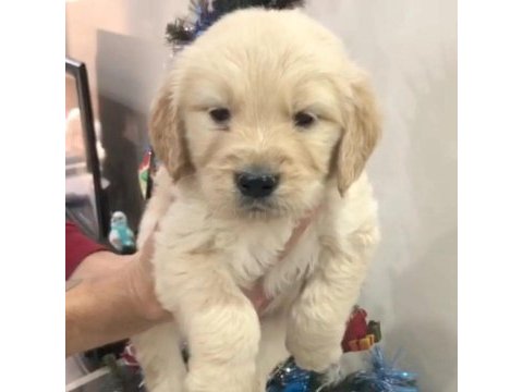 Golden retriever yavrular
