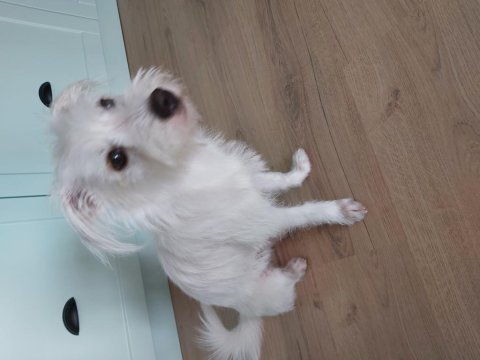 Bahçeli ortama ücretsiz terrier