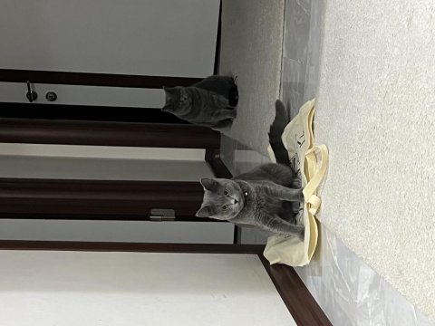 Ücretsiz sahiplendirilecektir 1 yaşında british shorthair