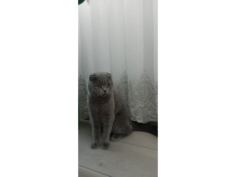 Acil sahiplendirme scottish fold takas olur