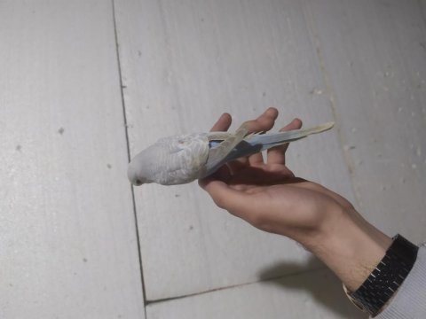 Yavru erkek ele alıştırmalık konuşturmalık muhabbet kuşu