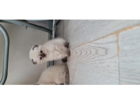 Safkan anne baba blue point british shorthair bebekler