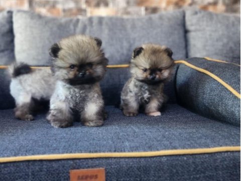 Saf kan tea cup pomeranian yavrularım