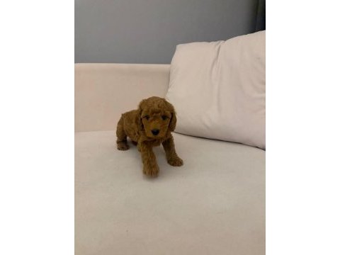 Wc eğitimli  toy poodle yavruları