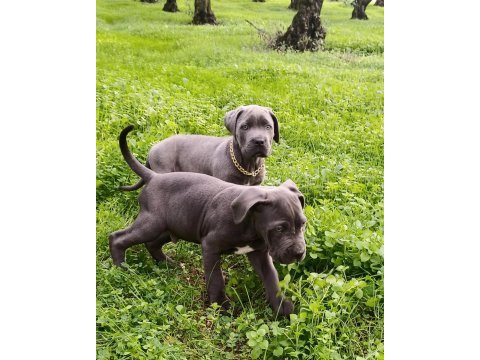 Cane corso erkek 2,5 aylık