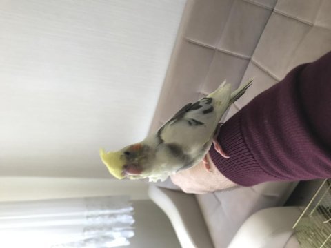 Heavy pied sultan papağanı