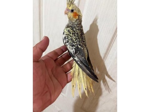 65 günlük full evcil kusursuz bebek sultan