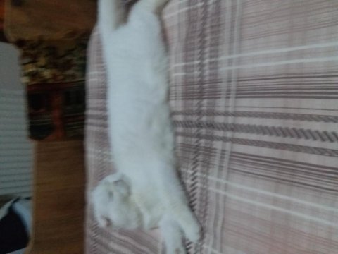 Scottish fold kızımıza yuva aile ariyoruz