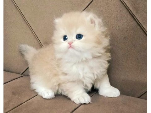British longhair ve shorthair sevecen yavrularımız