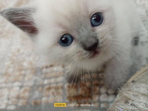 British shorthair blue point yavrular