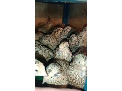 Yumurtaya yakın bıldırcınlar