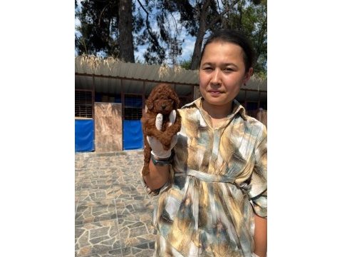 Toy poodle bebek köpeklerimiz