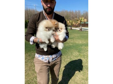 Pomeranian boo bebekleri 