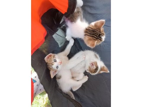 Dikkat kalbinizi çalmaya geldiler pamuk çocuk kediler