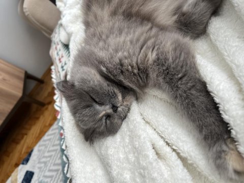 5 yaşında scootish longhair dişi