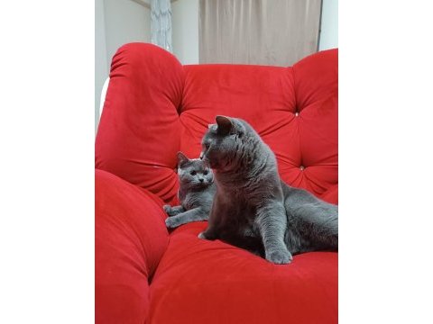 1 yaşındaki bebek kedilerimize yuva arıyoruz