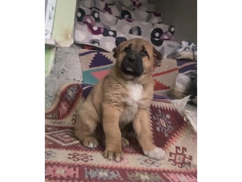 Yavrularımız sahiplerini bekliyor sivas kangalı