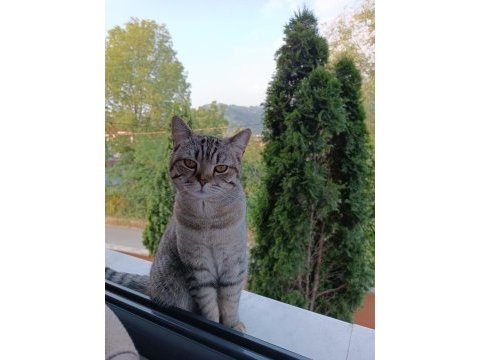 1 yaşında uysal british shorthair