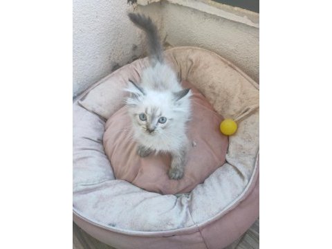 British longhair uygun puanlı