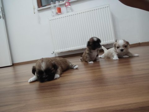 0 numara orijinal safkan şecereli shih tzu yavruları 3 erkek