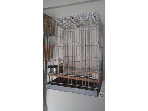 Yeni yeme düşecek sultan papağanı ailenin tek yavrusu