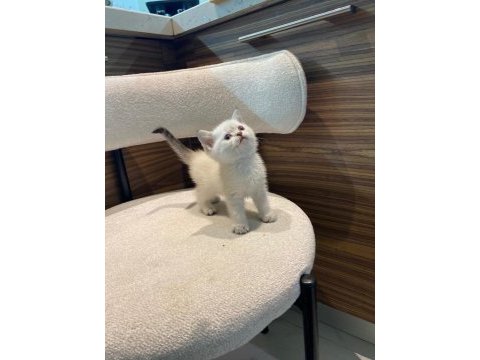 A kalite british shorthair bebekler