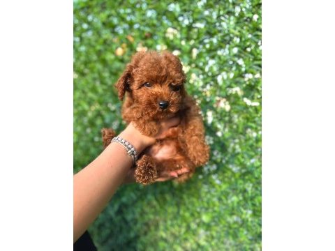 Toy poodle köpeğimiz 3 aylık
